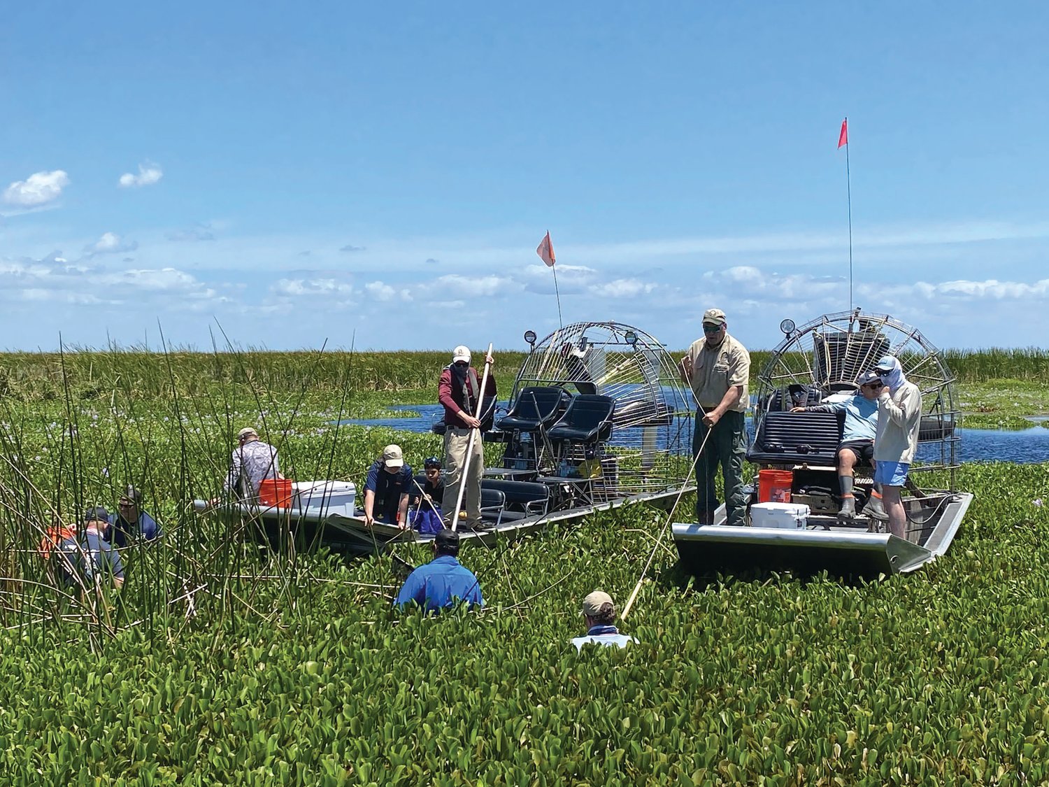 Volunteers worked all day in the hot sun to remove invasive plants on Lake Okeechobee.